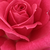 Roza - Vrtnica čajevka - Sasad